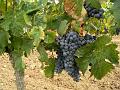 Cabernet franc vines, near Chaintres P1130510